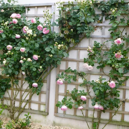 Alojamento de Acomodação e Pequeno-almoço Domaine Du Fief Aux Dames 3*